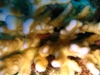 coral crab.jpg